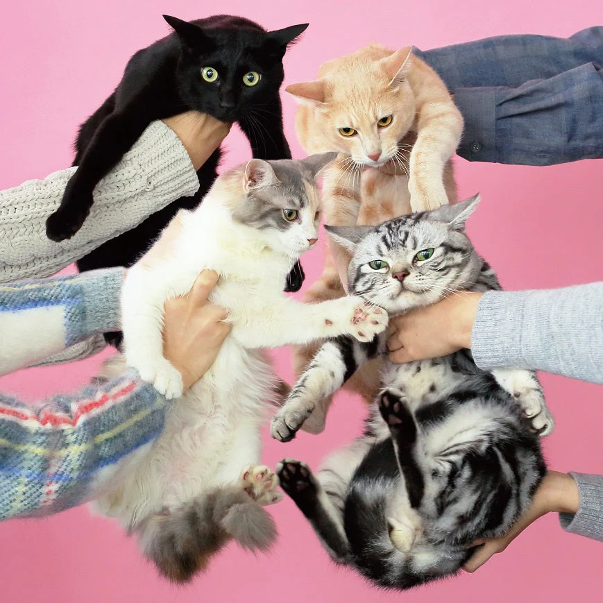 Neko to Allergy [Japanese Import]