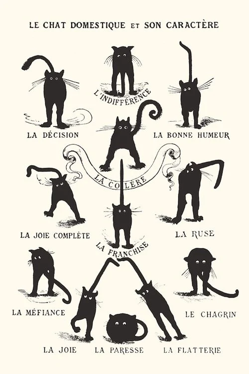 Le Chat Domestique Et Son Caractere [Poster]